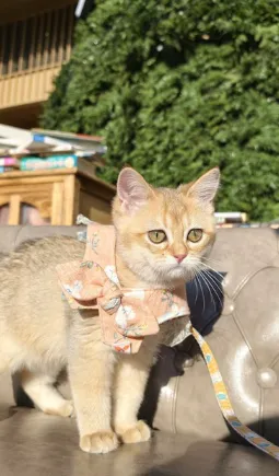 焦糖｜BSH ny 11-母