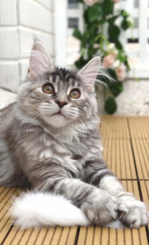 高銀玳瑁虎斑-Emi