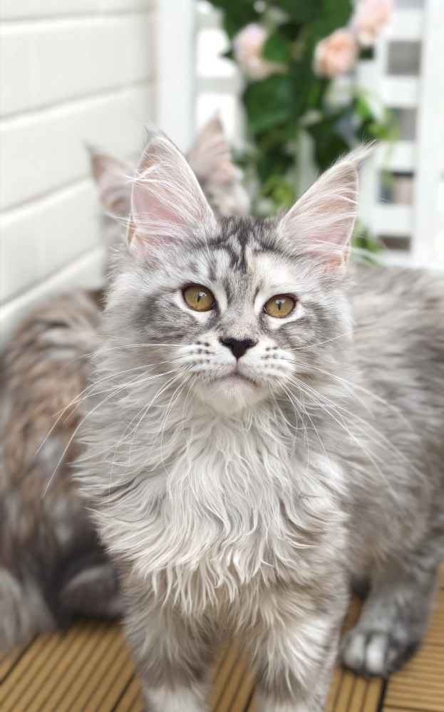 高銀玳瑁虎斑-Chi