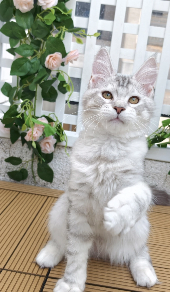 高銀黑虎斑-Luna