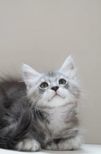 黑銀虎斑-Olin｜緬因貓(弟弟)