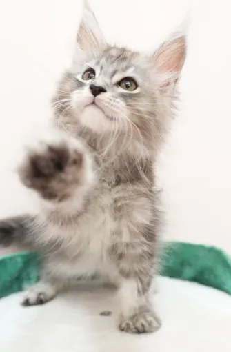 銀虎斑-寶伯特｜緬因貓(弟弟)