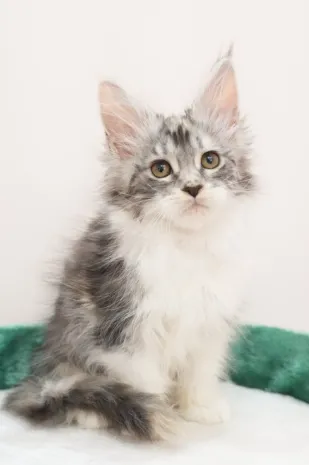 銀奶三花-Nina｜緬因貓(妹妹)