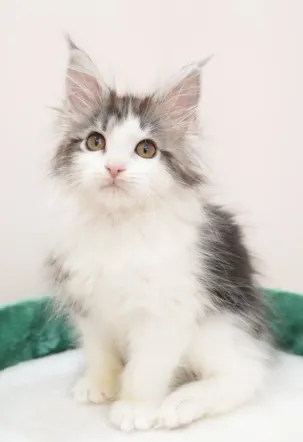 銀虎斑加白-小牛｜緬因貓(弟弟)