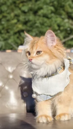 琥珀｜BLH by 12-公 