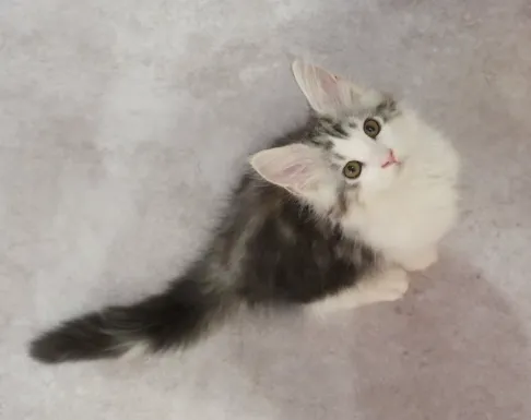 銀虎斑加白-壯壯｜緬因貓(弟弟)