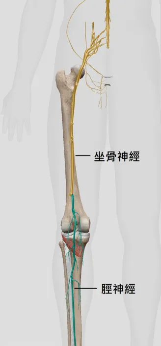 脛神經疼痛症候群 之定義、原因、症狀、建議、治療 – 松山景能物理治療所
