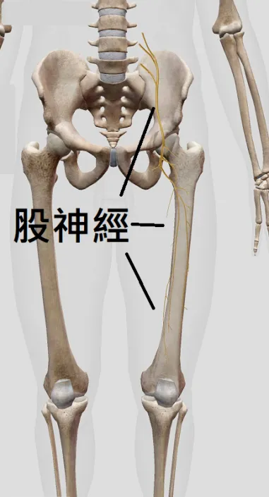 股神經疼痛症候群 之定義、原因、症狀、建議、治療 – 松山景能物理治療所