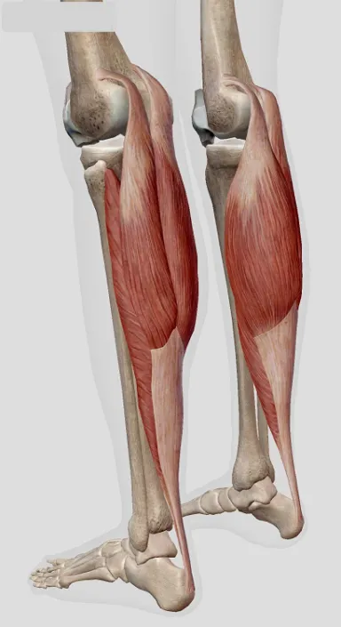小腿半夜睡覺抽筋 之定義、原因、症狀、建議、治療 – 松山景能物理治療所