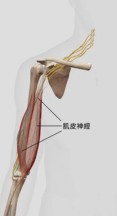 肌皮神經疼痛症候群 之定義、原因、症狀、建議、治療 – 松山景能物理治療所
