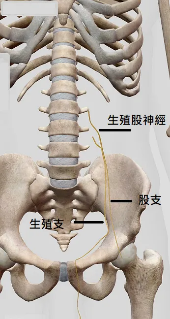 生殖股神經痛 之定義、原因、症狀、建議、治療 – 松山景能物理治療所