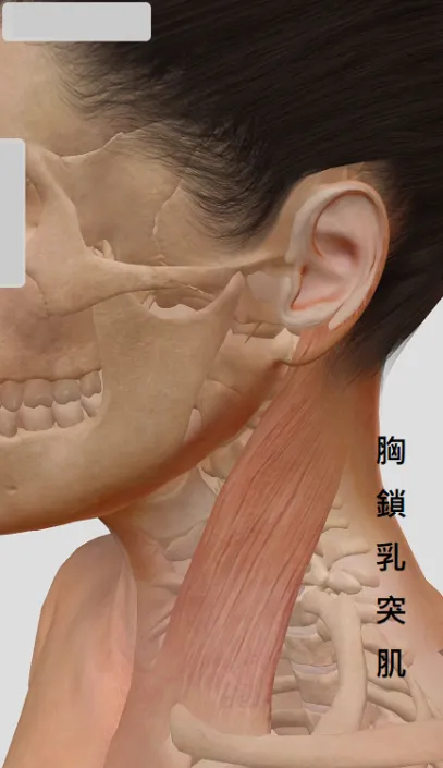 斜頸症 之定義、原因、症狀、建議、治療 – 松山景能物理治療所