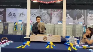 112/7/22日第三屆FFF美貓展得獎紀錄
