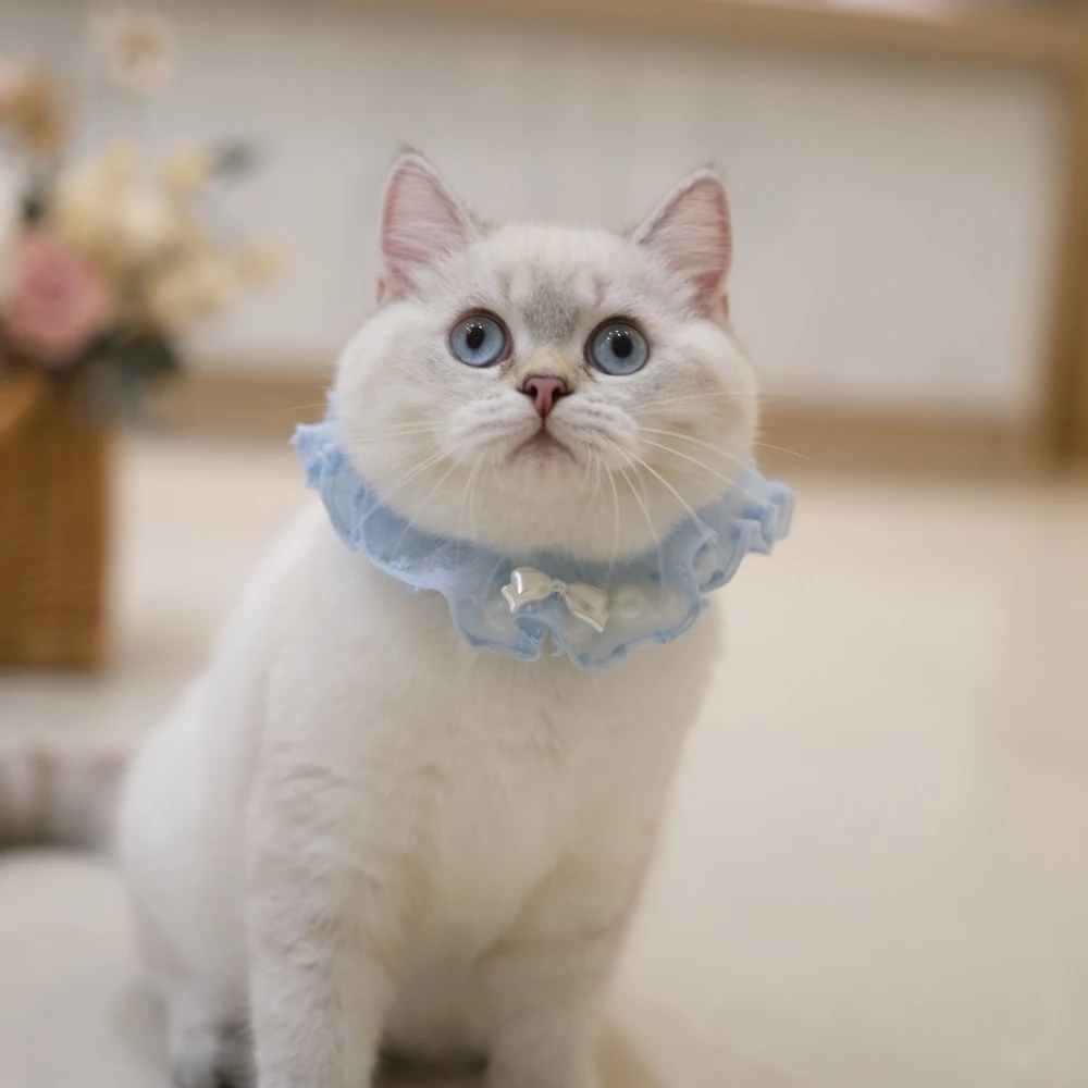 山貓紋妹妹 0325 80K