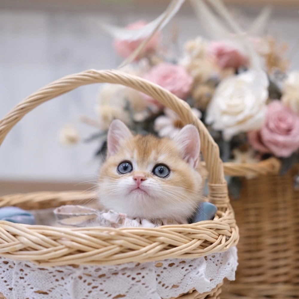 黑金漸層妹妹 0627 90K