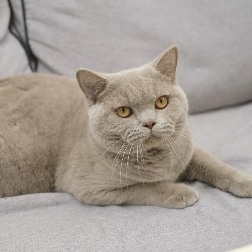 紫丁香弟弟 0218 50K