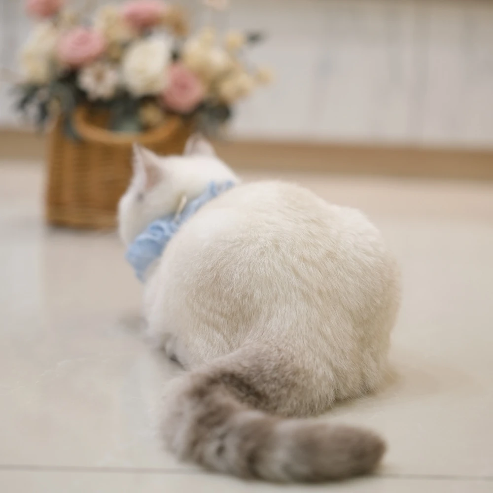 山貓紋妹妹 0325 80K