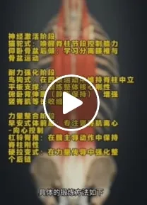 豎脊肌群位在脊椎兩側，從下背一路延伸到上背與頸部。高雄筋膜刀/高雄筋膜刀放鬆