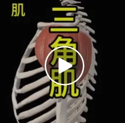 三角肌的功能/高雄筋膜刀按摩/高雄筋膜調理
