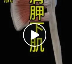 肩胛下肌簡介/高雄筋膜刀按摩/高雄筋膜調理
