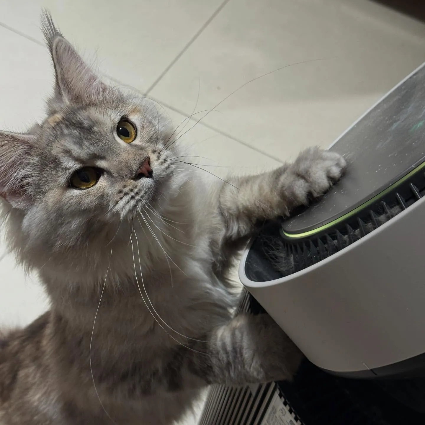 自帶眼線好電人 店貓分享-泡泡