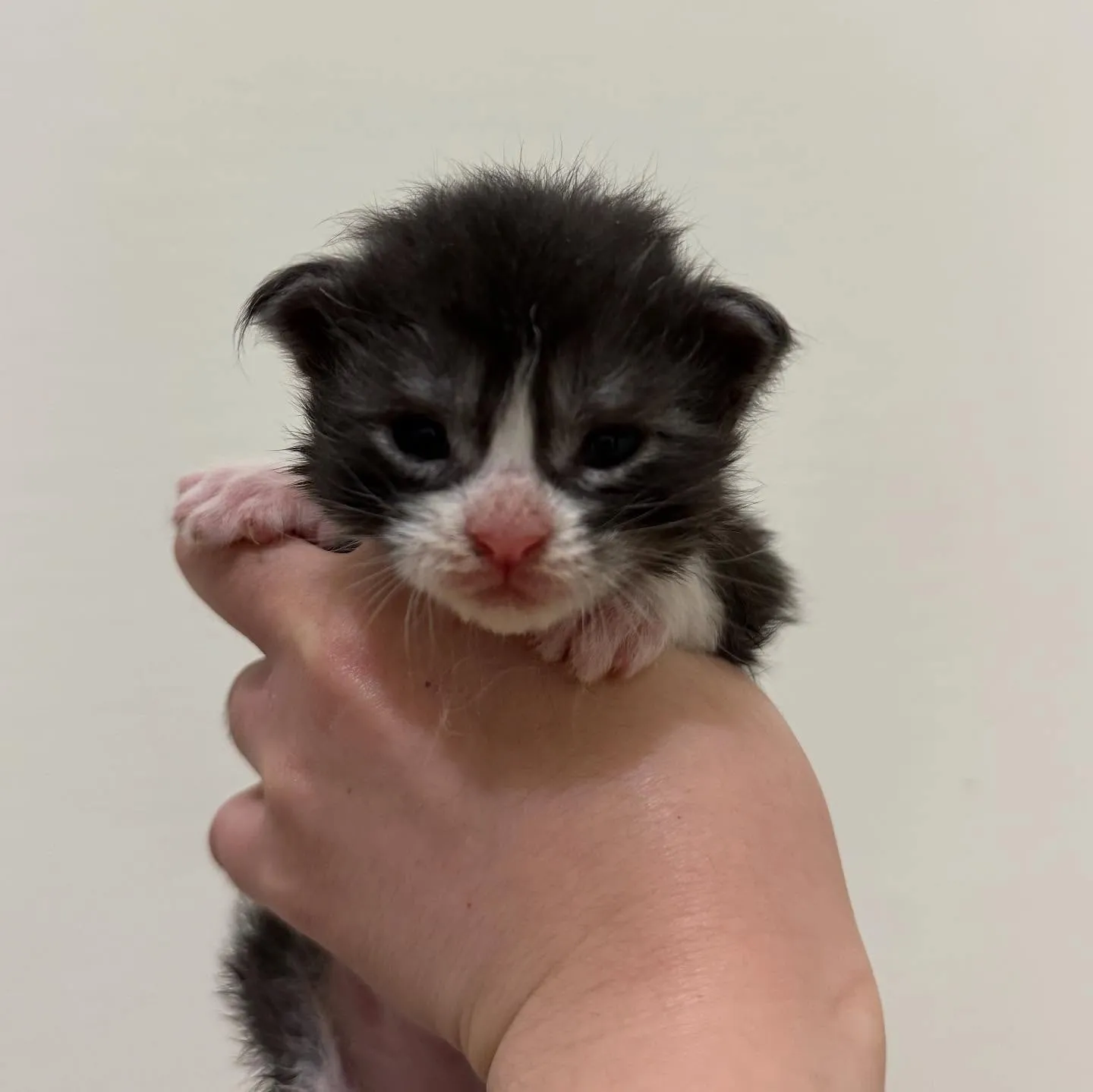 沒有牙牙的緬因萌萌噠