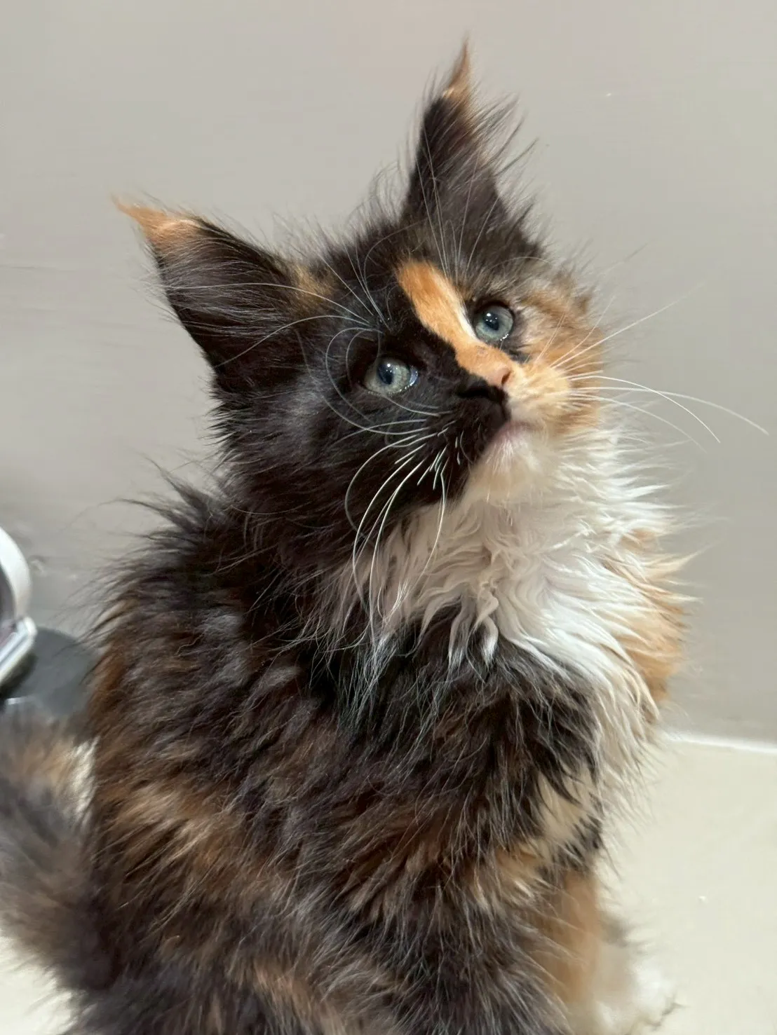 三花∥緬因幼貓∥緬因幼貓買賣