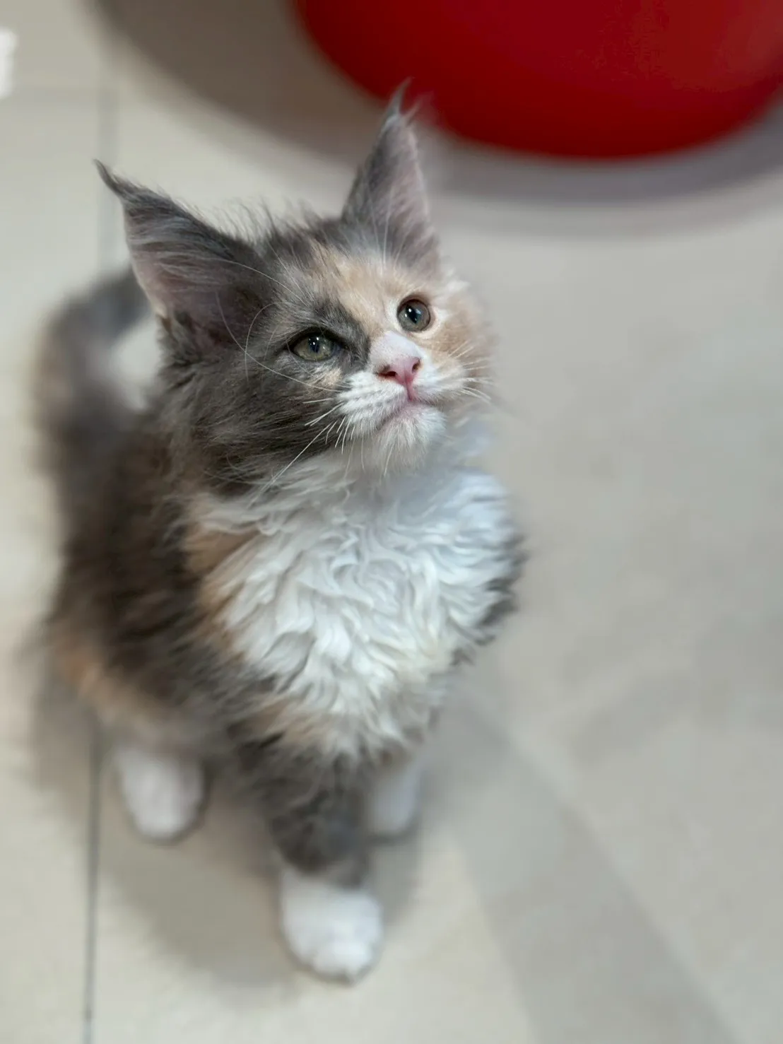 藍奶三花∥緬因幼貓∥緬因幼貓買賣