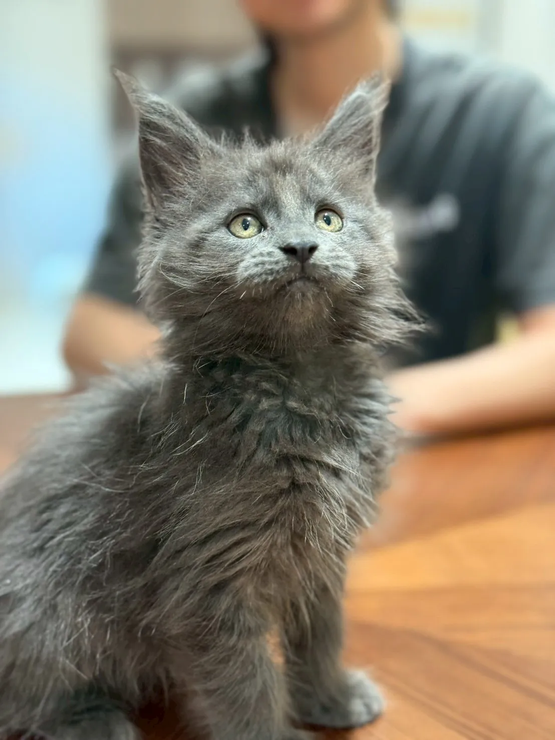 純藍∥緬因幼貓∥台中幼貓買賣