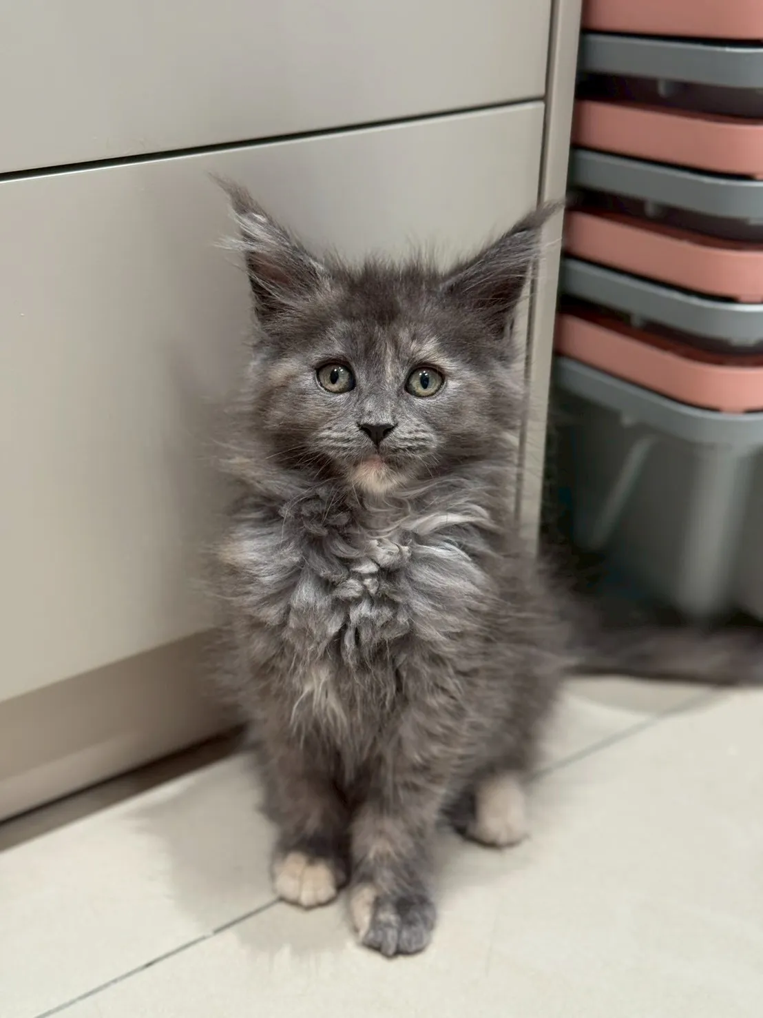 藍玳瑁∥緬因幼貓∥緬因幼貓買賣