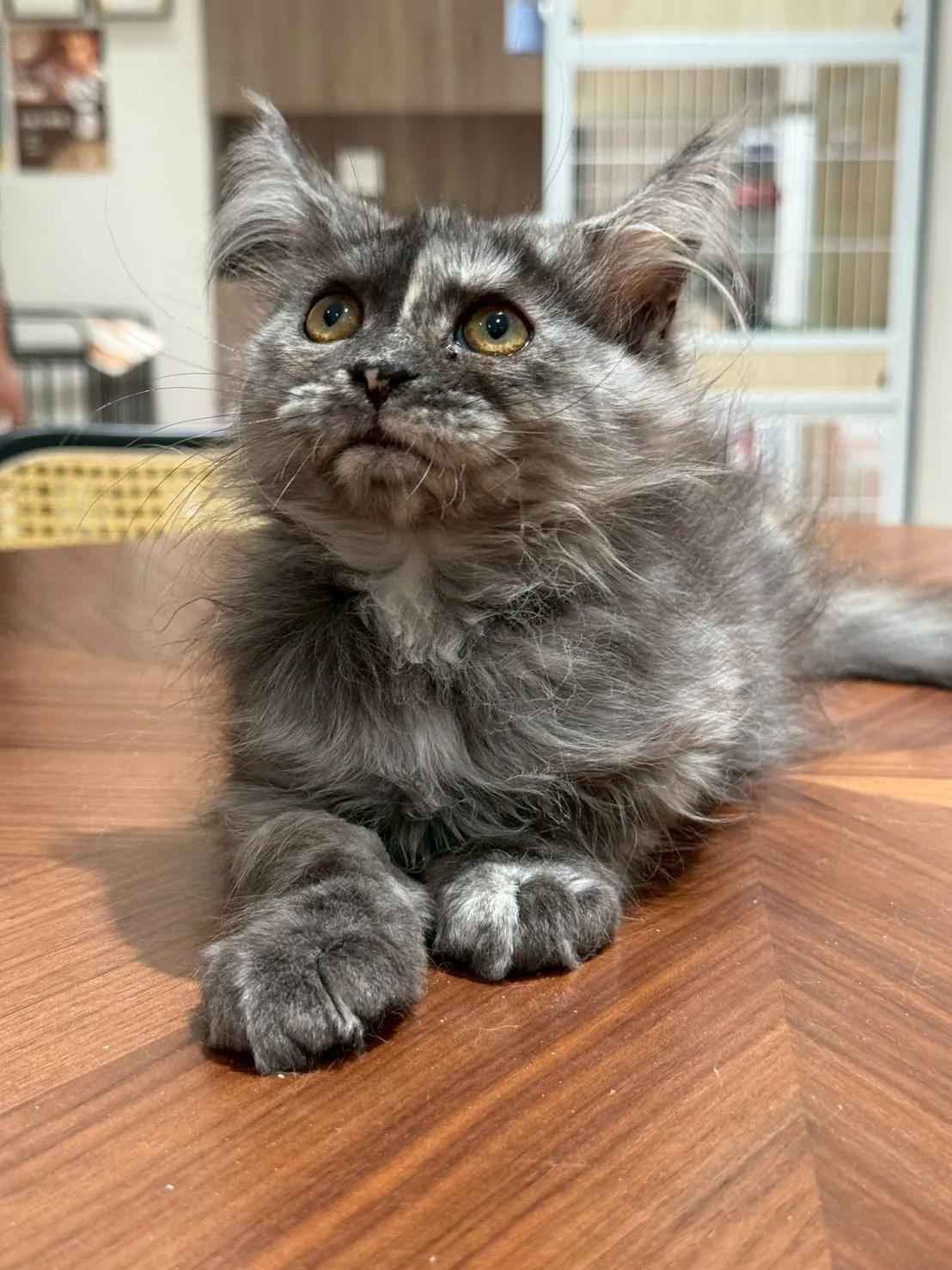 煙燻妹妹 20251101出生∥緬因幼貓∥台中幼貓買賣