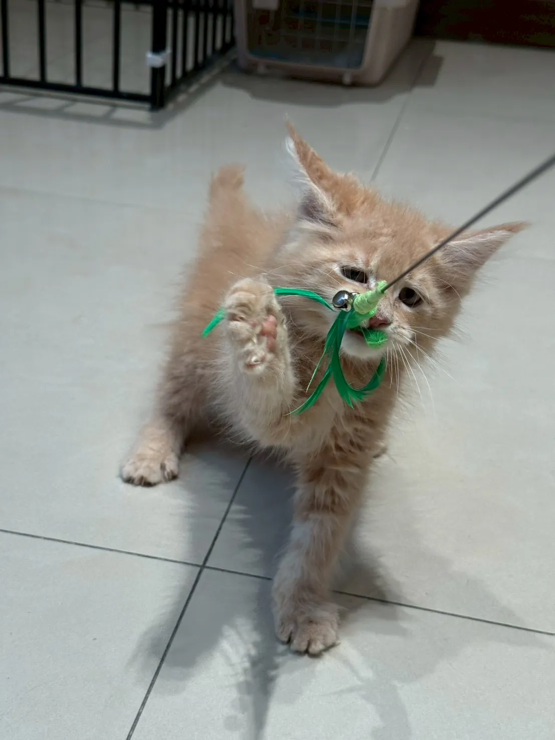 奶油妹妹 20260114出生∥緬因幼貓∥台中幼貓買賣