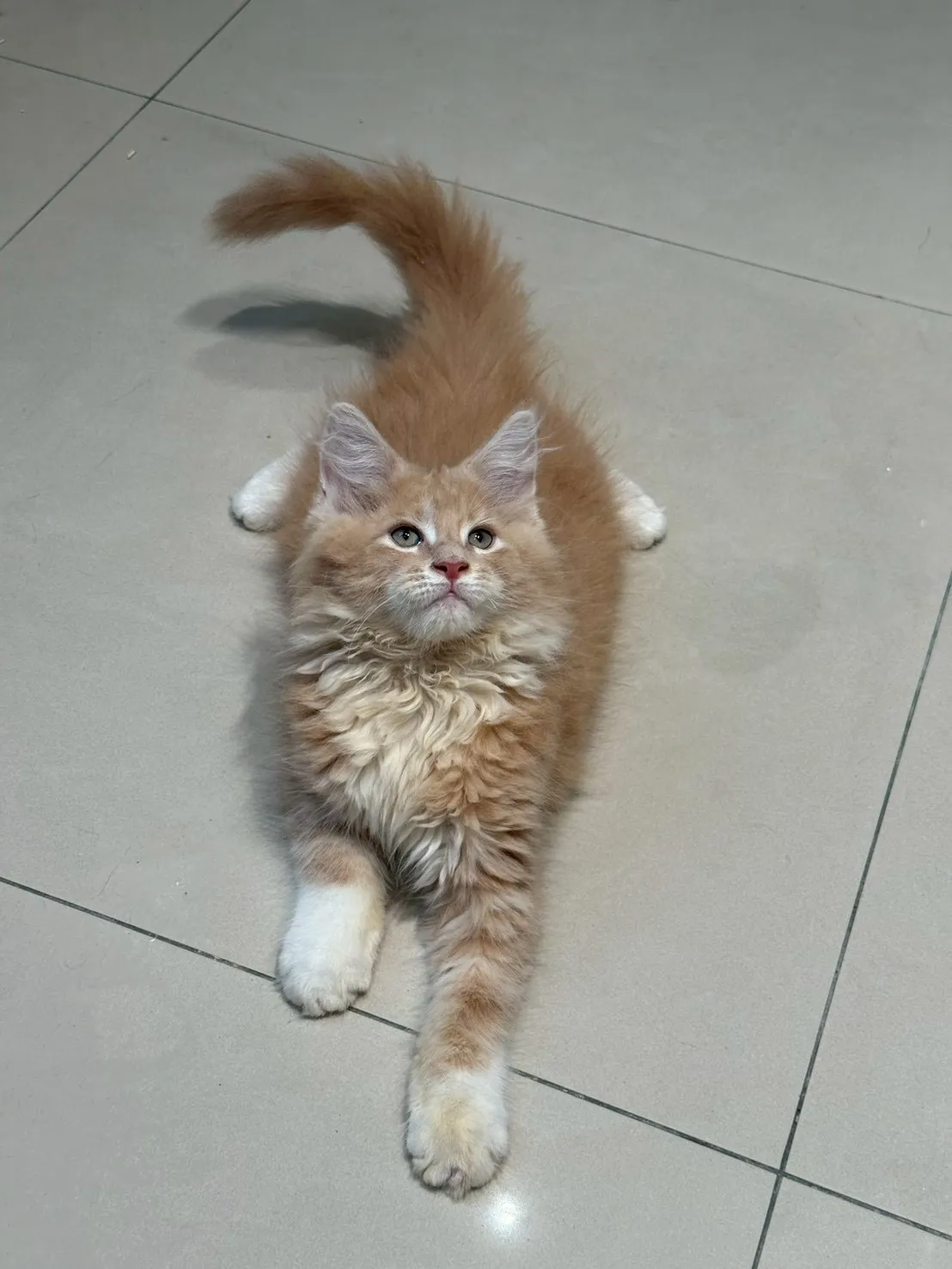 奶油弟弟 20260114出生∥緬因幼貓∥台中幼貓買賣