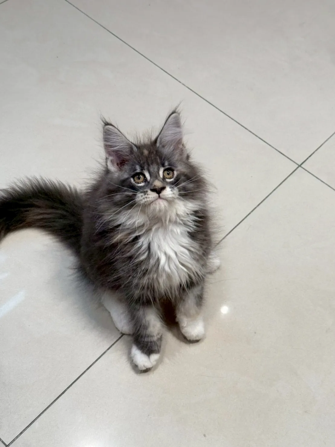 三花妹妹 20260114出生∥緬因幼貓∥台中幼貓買賣