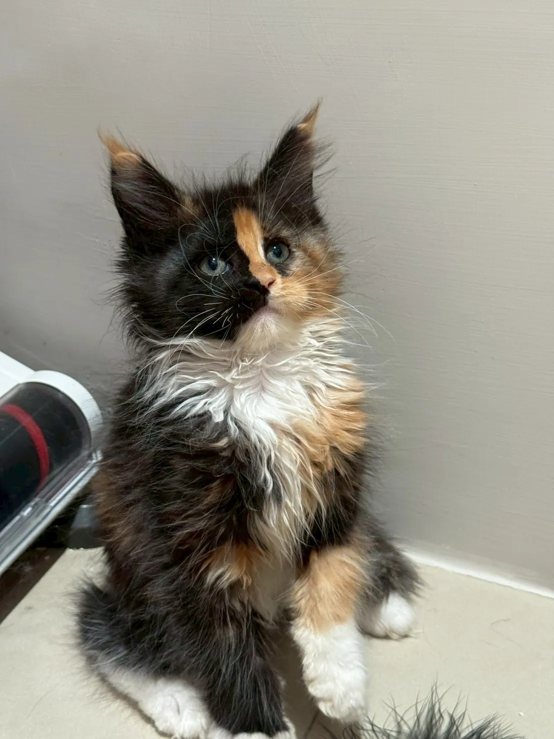 三花∥緬因幼貓∥緬因幼貓買賣