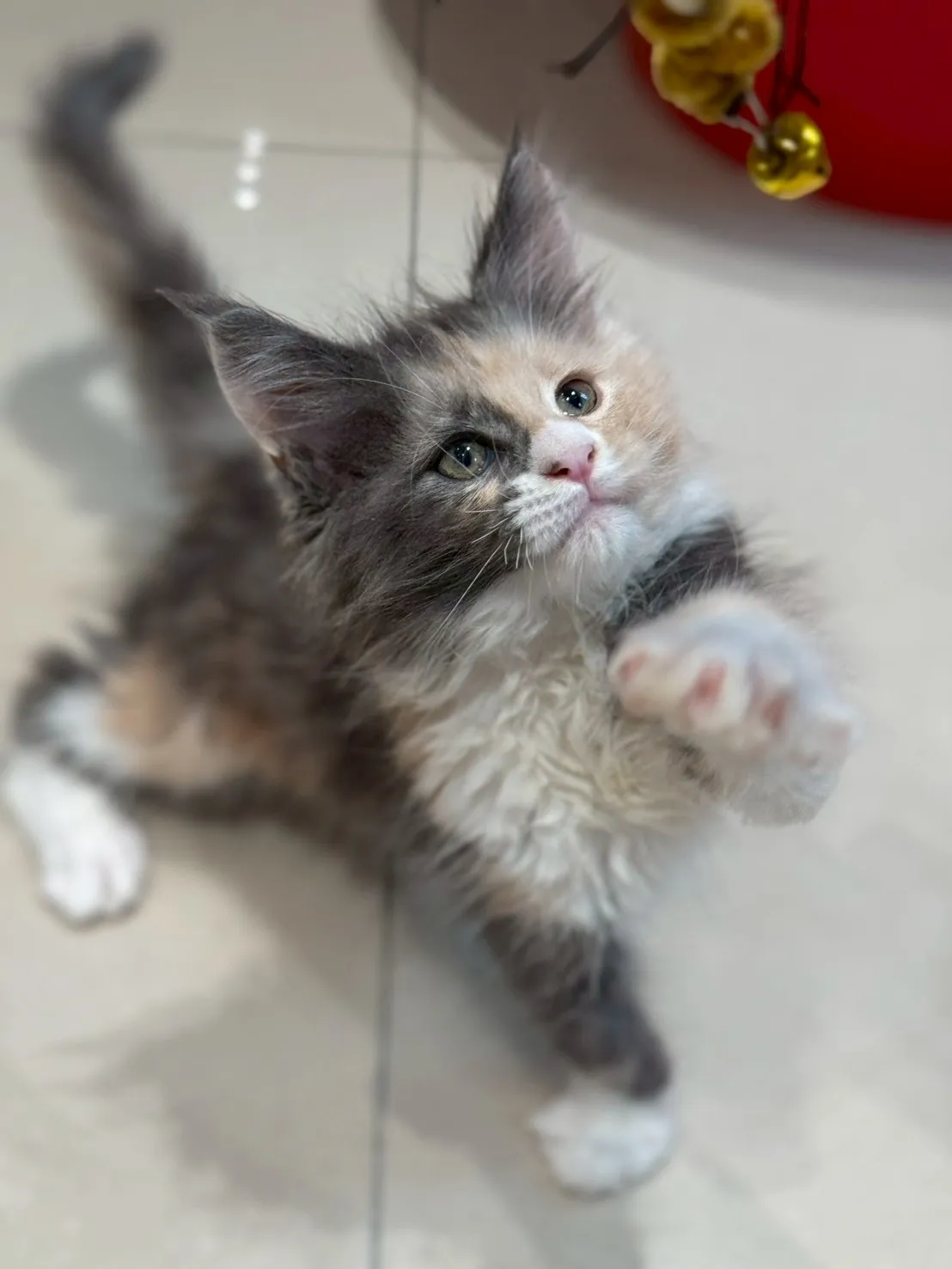 藍奶三花∥緬因幼貓∥緬因幼貓買賣