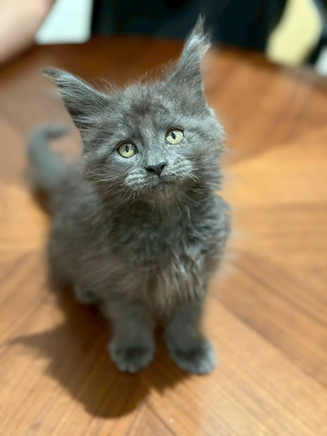 純藍∥緬因幼貓∥台中幼貓買賣