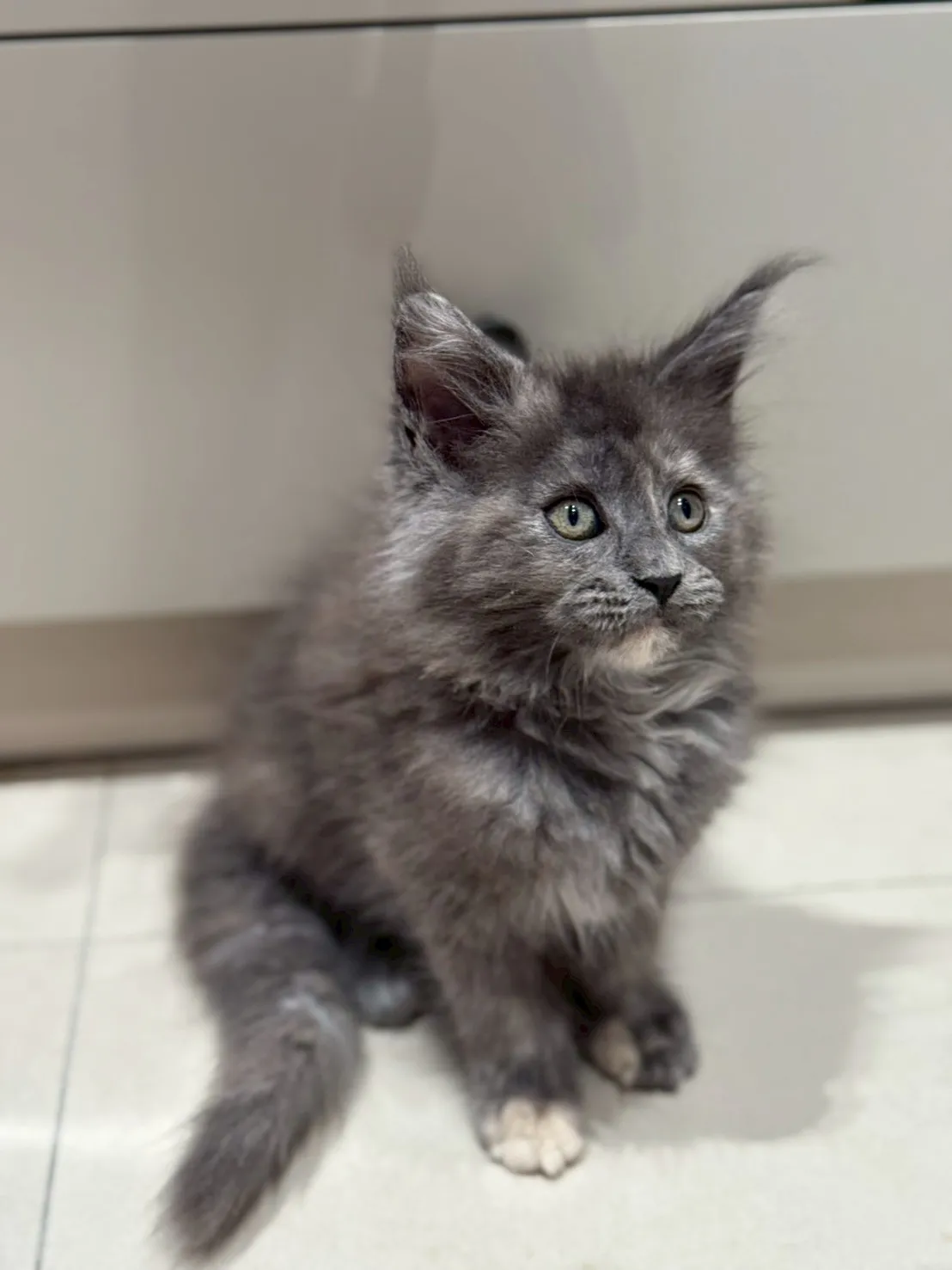 藍玳瑁∥緬因幼貓∥緬因幼貓買賣