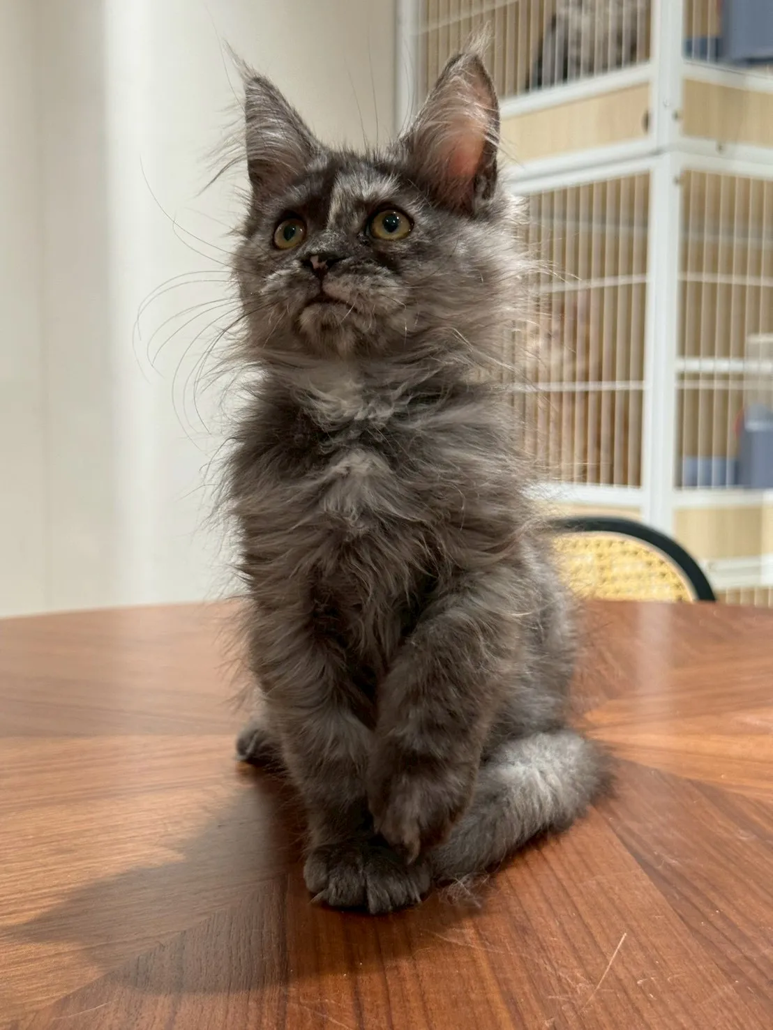 煙燻妹妹 20251101出生∥緬因幼貓∥台中幼貓買賣