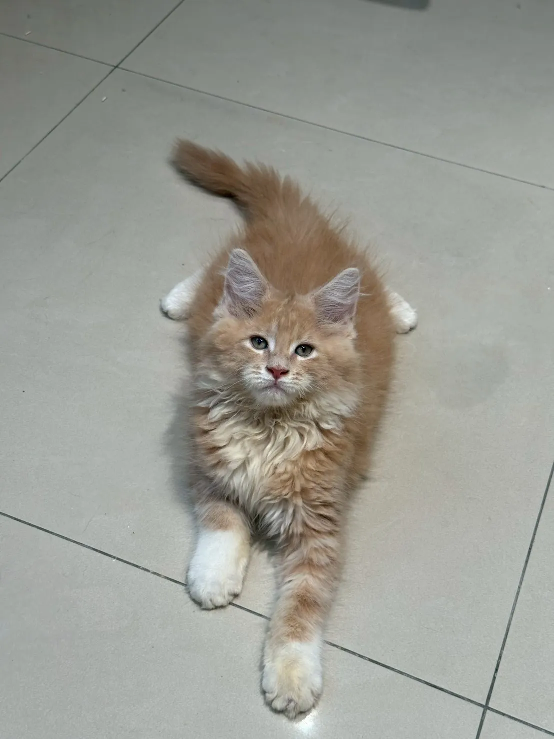 奶油弟弟 20260114出生∥緬因幼貓∥台中幼貓買賣