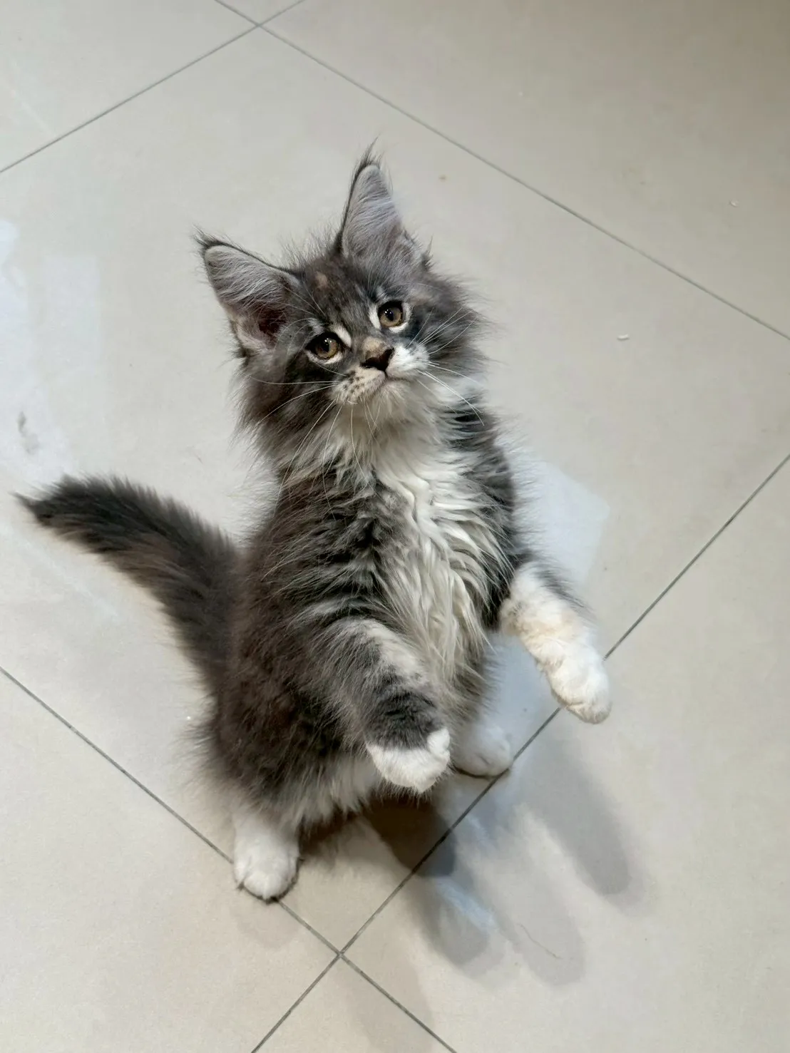 三花妹妹 20260114出生∥緬因幼貓∥台中幼貓買賣