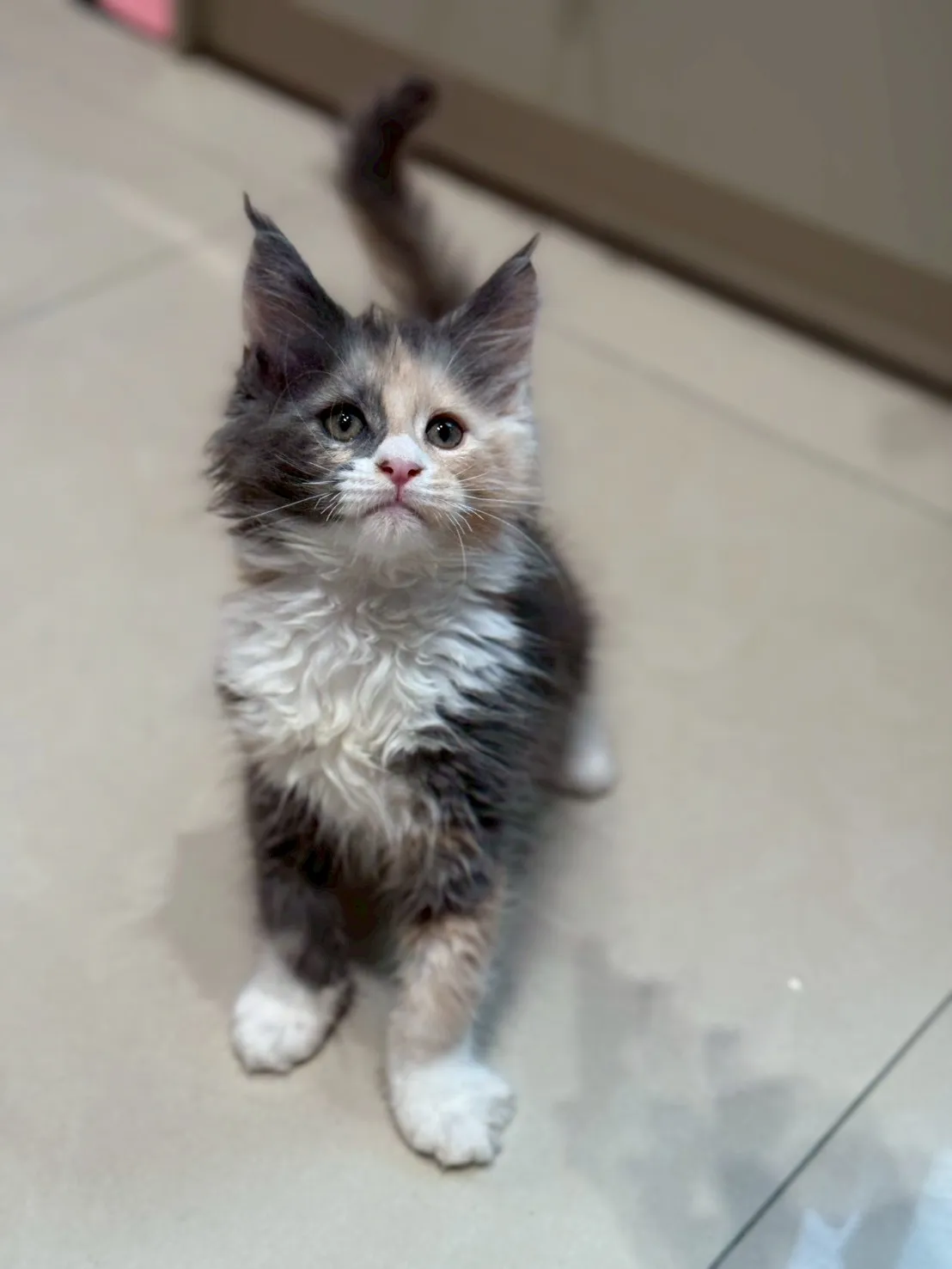 藍奶三花∥緬因幼貓∥緬因幼貓買賣