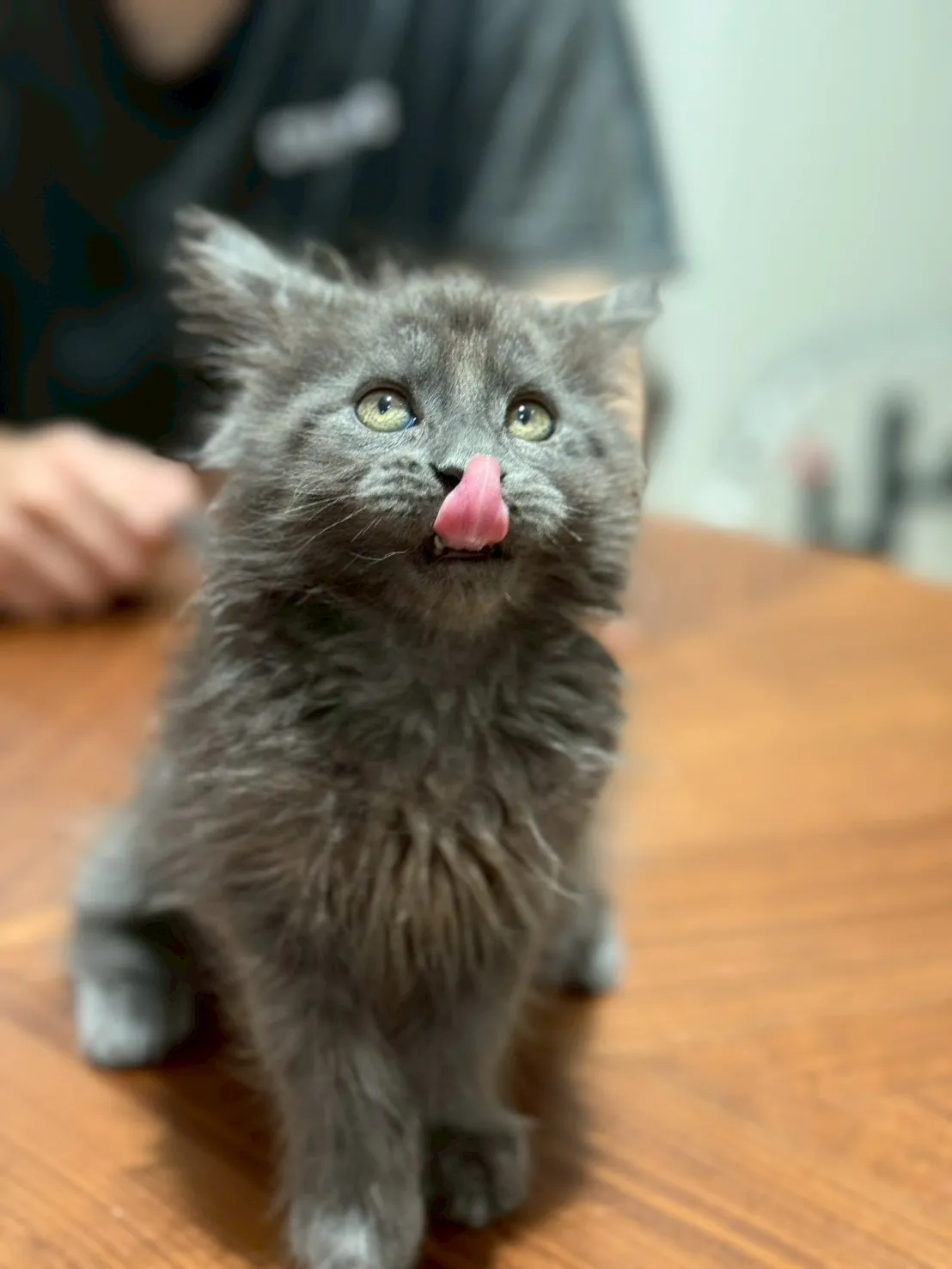 純藍∥緬因幼貓∥台中幼貓買賣