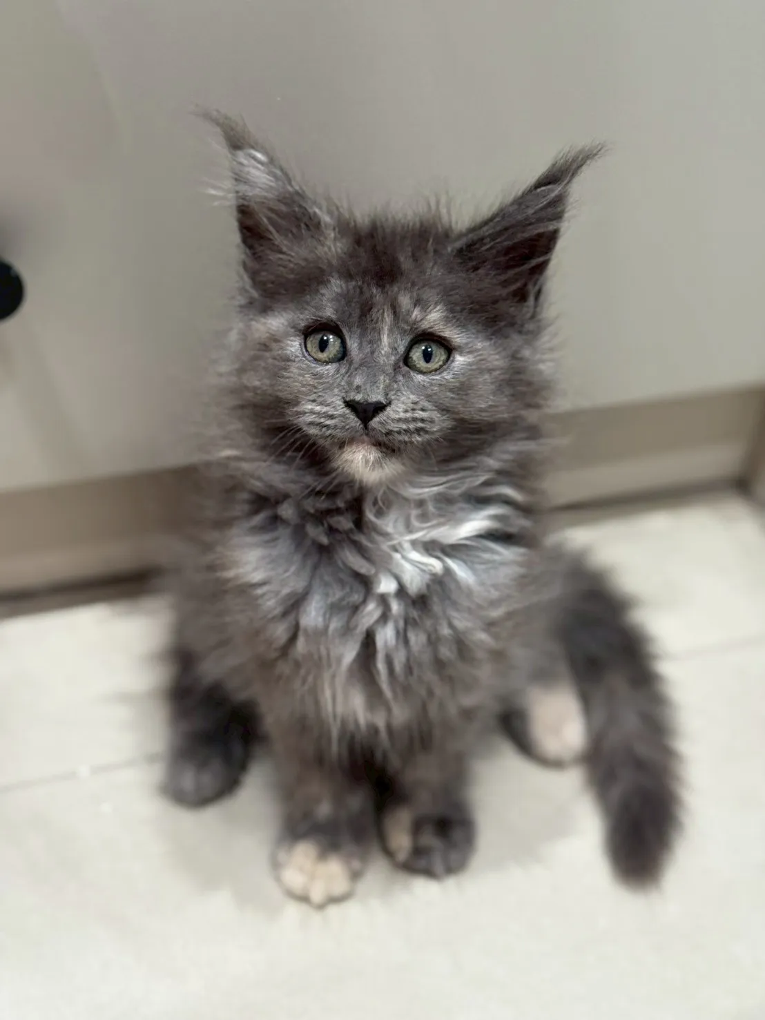 藍玳瑁∥緬因幼貓∥緬因幼貓買賣