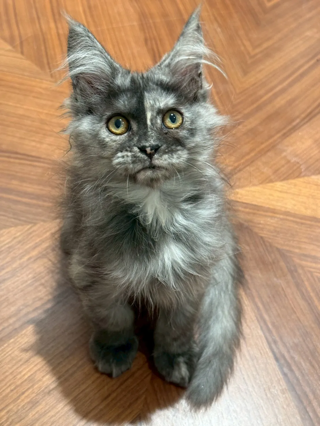 煙燻妹妹 20251101出生∥緬因幼貓∥台中幼貓買賣