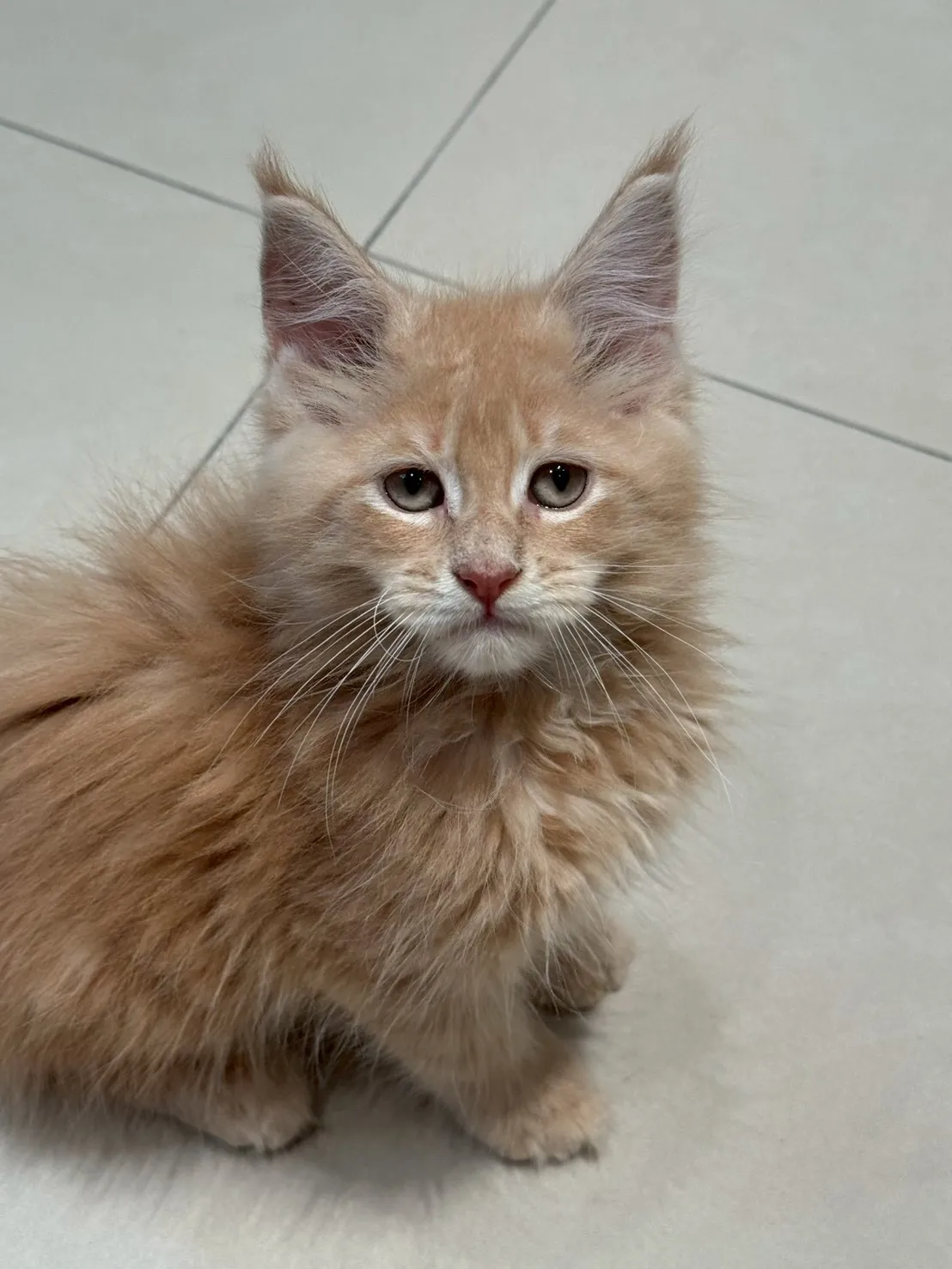 奶油妹妹 20260114出生∥緬因幼貓∥台中幼貓買賣