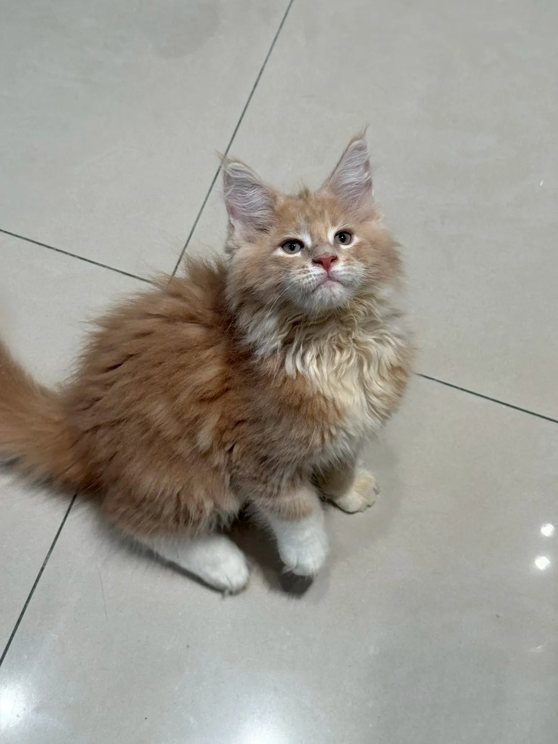 奶油弟弟 20260114出生∥緬因幼貓∥台中幼貓買賣