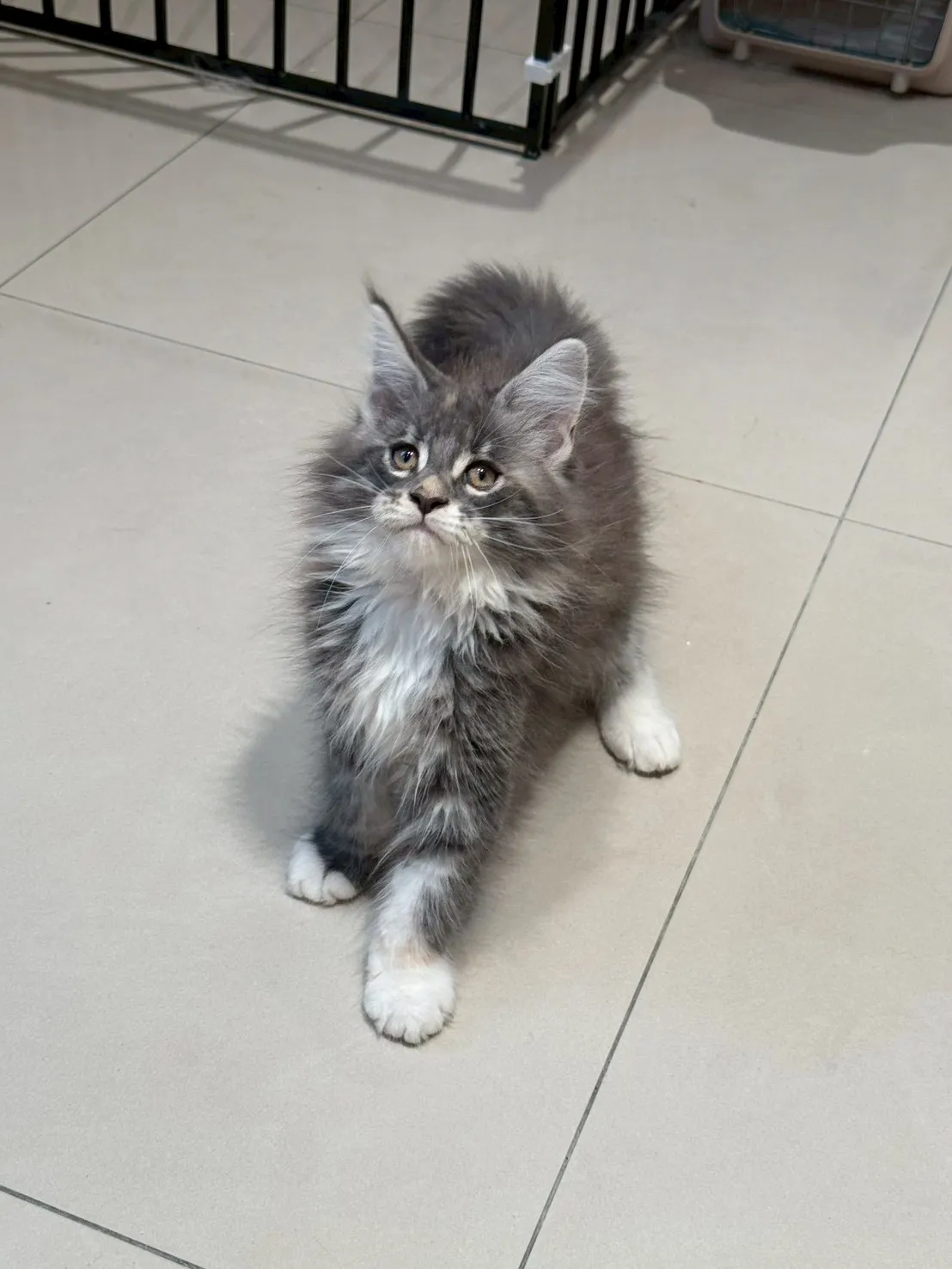 三花妹妹 20260114出生∥緬因幼貓∥台中幼貓買賣