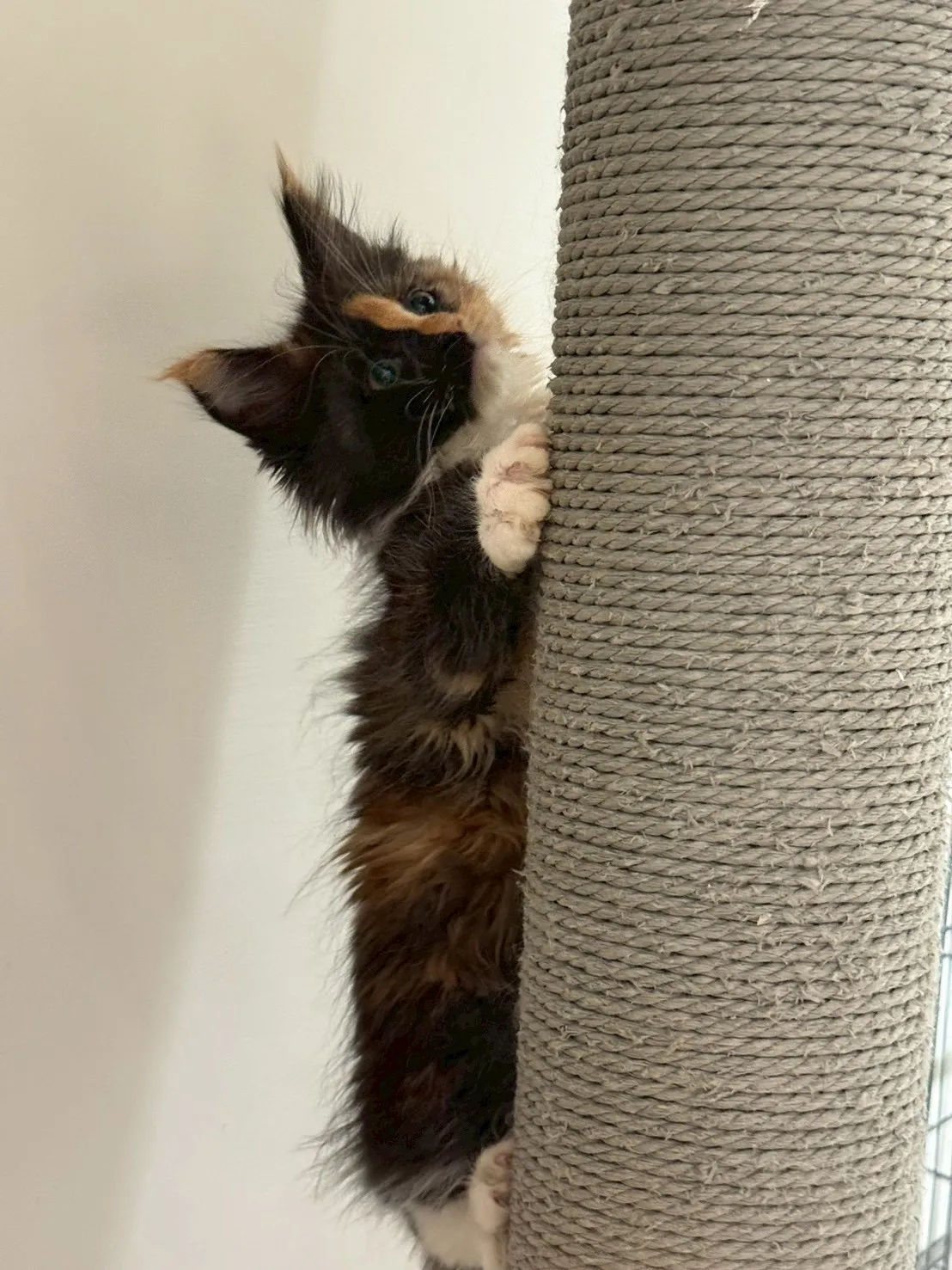 三花∥緬因幼貓∥緬因幼貓買賣