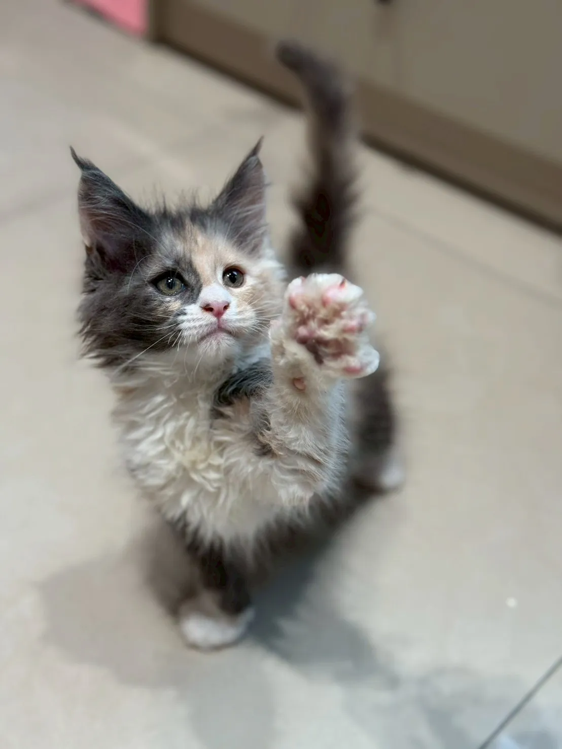 藍奶三花∥緬因幼貓∥緬因幼貓買賣